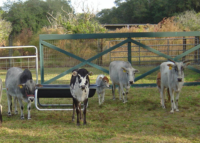 JBR Ranch Registered Minature Zebu Cattle